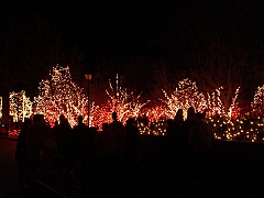 034 Toledo Zoo Light Show [2008 Dec 27]